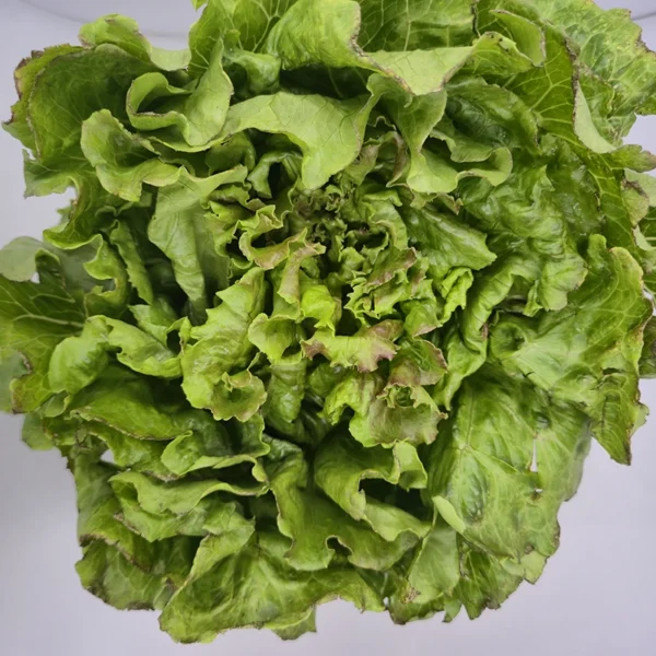 insalata canasta