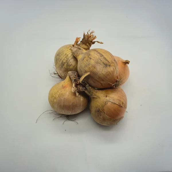 Cipolla Rossa