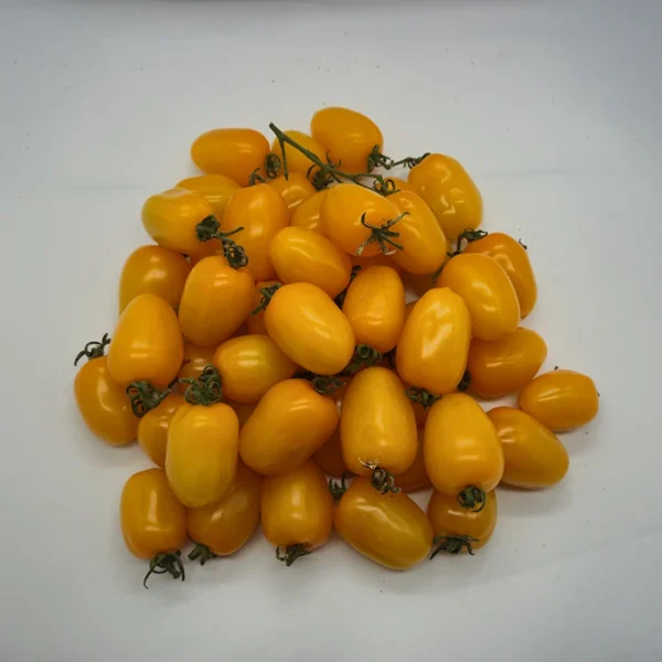 Pomodoro Datterino Giallo