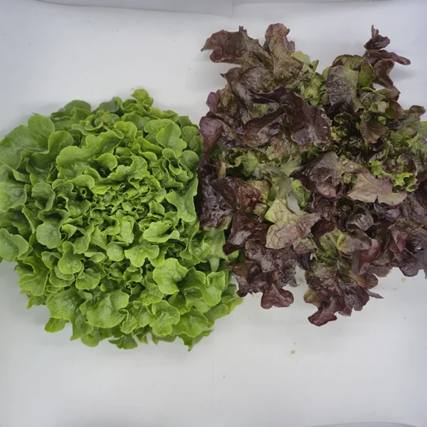 insalata lollo rossa-verde