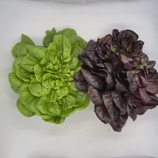 insalata salanova rossa-verde