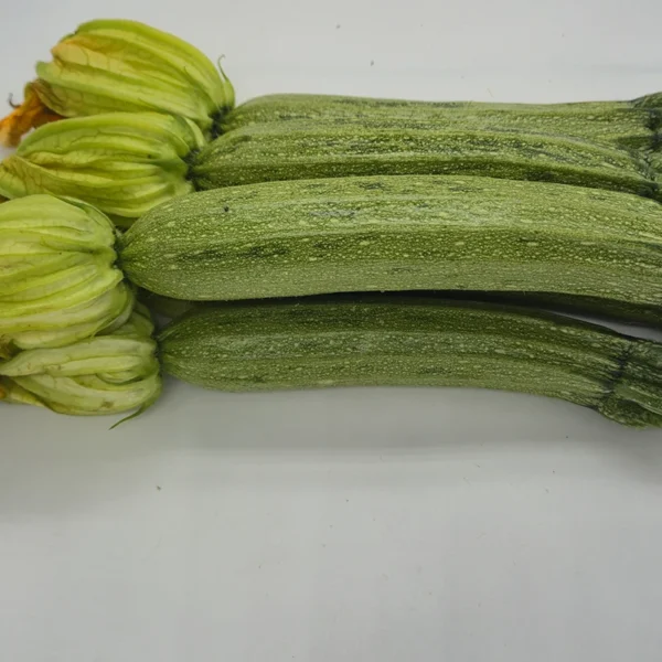 Zucchino Bianco